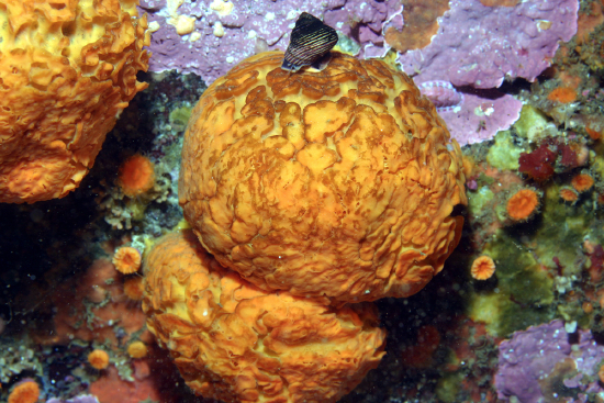  Tethya aurantia (Golfball Sponge, Yellow Ball Sponge)
